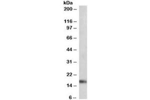 Western blot testing of mouse heart lysate with ANF antibody at 0. (HESX Homeobox 1 Antikörper)