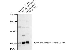 Western blot analysis of extracts of various cell lines, using Symmetric DiMethyl-Histone H3-R17 antibody (ABIN3017470, ABIN3017471, ABIN3017472 and ABIN6220102) at 1:500 dilution. (Histone 3 Antikörper  (H3R17me2))