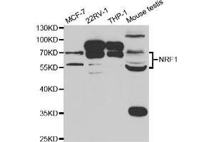 Western blot analysis of extracts of various cell lines, using NRF1 antibody (ABIN5973230) at 1/1000 dilution. (NFE2L1 Antikörper)