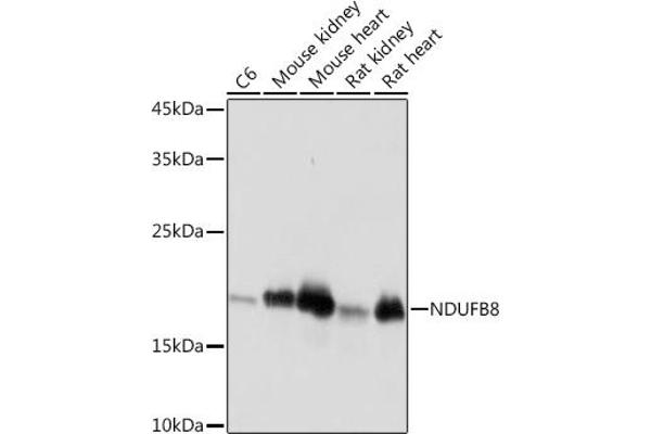 NDUFB8 Antikörper