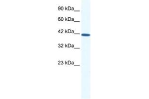 Western Blotting (WB) image for anti-SRY (Sex Determining Region Y)-Box 11 (SOX11) antibody (ABIN2460694) (SOX11 Antikörper)