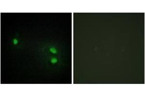 Immunofluorescence analysis of HeLa cells, using Histone H2B Antibody. (Histone H2B Antikörper  (AA 1-50))