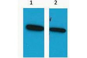 Western Blotting (WB) image for anti-ECFP antibody (ABIN3181260) (ECFP Antikörper)