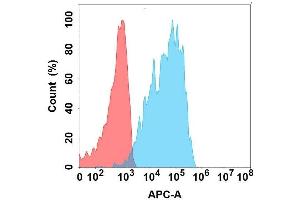 Flow cytometry analysis with Anti-C on Expi293 cells transfected with human C (Blue histogram) or Expi293 transfected with irrelevant protein (Red histogram). (CXCR1 Antikörper)