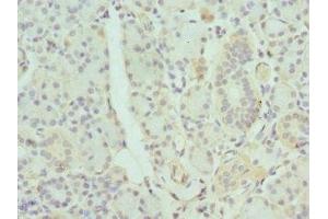 Immunohistochemistry of paraffin-embedded human pancreatic tissue using ABIN7154645 at dilution of 1:100 (GDA Antikörper  (AA 165-454))