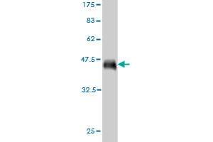 Western Blot detection against Immunogen (37. (CD34 Antikörper  (AA 32-141))