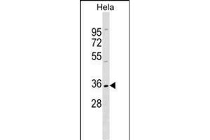 ELOVL1 Antibody (N-term) (ABIN1538842 and ABIN2849424) western blot analysis in Hela cell line lysates (35 μg/lane). (ELOVL1 Antikörper  (N-Term))
