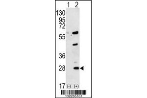 Western blot analysis of GREM1 using rabbit polyclonal GREM1 Antibody using 293 cell lysates (2 ug/lane) either nontransfected (Lane 1) or transiently transfected (Lane 2) with the GREM1 gene. (GREM1 Antikörper  (C-Term))