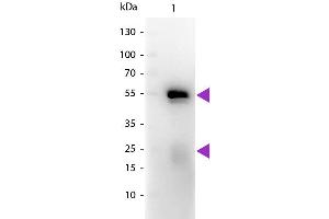 Western blot of Peroxidase conjugated Goat Fab Anti-Rabbit IgG secondary antibody. (Ziege anti-Kaninchen IgG (Heavy & Light Chain) Antikörper (HRP) - Preadsorbed)