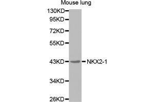Western blot analysis of extracts of mouse lung cell line, using NKX2-1 antibody. (NKX2-1 Antikörper)