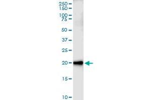 Immunoprecipitation of CEBPG transfected lysate using rabbit polyclonal anti-CEBPG and Protein A Magnetic Bead (CEBPG (Human) IP-WB Antibody Pair)