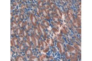 IHC-P analysis of Mouse Tissue, with DAB staining. (Adipsin Antikörper  (AA 1-259))