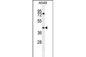 GTPBP8 Antibody (Center) (ABIN654550 and ABIN2844261) western blot analysis in A549 cell line lysates (35 μg/lane). (GTPBP8 Antikörper  (AA 122-150))