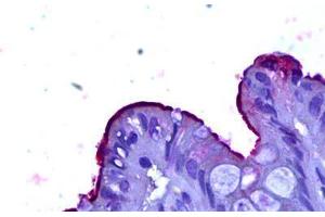 Anti-CEACAM1 antibody IHC staining of human colon. (CEACAM1 Antikörper)