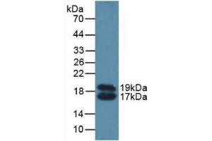 Western blot analysis of Mouse Serum. (APOC4 Antikörper  (AA 28-124))