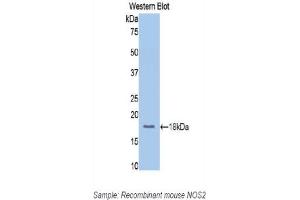 Detection of Recombinant NOS2, Mouse using Polyclonal Antibody to Nitric Oxide Synthase 2, Inducible (NOS2) (NOS2 Antikörper  (AA 526-659))