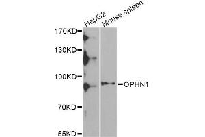 Western blot analysis of extracts of various cell lines, using OPHN1 Antibody (ABIN5975449) at 1/1000 dilution. (Oligophrenin 1 Antikörper)