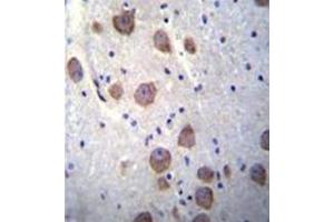 Formalin fixed, paraffin embedded human brain tissue stained with RGS7 Antibody (C-term) followed by peroxidase conjugation of the secondary antibody and DAB staining. (RGS7 Antikörper  (C-Term))