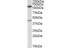 Image no. 1 for anti-Component Of Oligomeric Golgi Complex 1 (COG1) (Internal Region) antibody (ABIN375043) (COG1 Antikörper  (Internal Region))