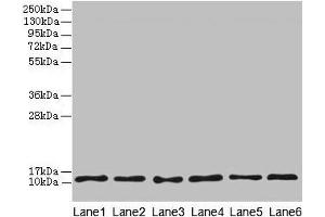 Western blot All lanes: TCTA antibody at 1. (TCTA Antikörper  (AA 62-103))