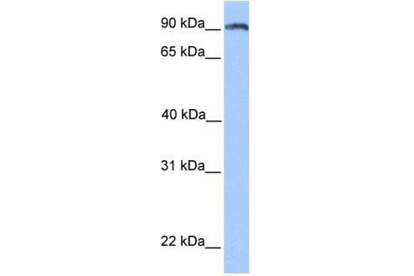 ANKS3 Antikörper  (N-Term)