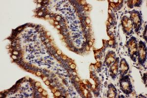 Anti-Cpn10 antibody, IHC(P) IHC(P): Rat Intestine Tissue (HSPE1 Antikörper  (C-Term))