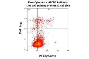 Flow Cytometry (FACS) image for anti-ATP-Binding Cassette, Sub-Family B (MDR/TAP), Member 5 (ABCB5) (AA 1-30), (N-Term) antibody (ABIN390068)