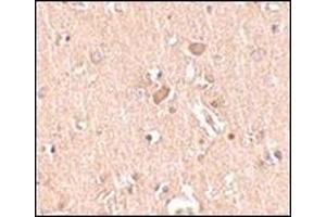 Immunohistochemistry of MED28 in human brain tissue with this product at 2. (MED28 Antikörper  (Center))