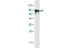 Western Blot detection against Immunogen (78. (TFEB Antikörper  (AA 1-476))