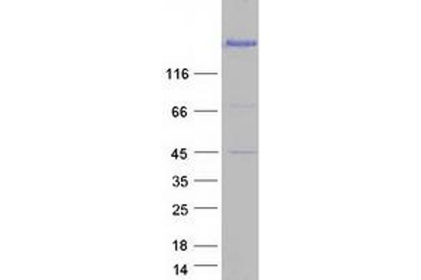 EIF4G1 Protein (Transcript Variant 5) (Myc-DYKDDDDK Tag)