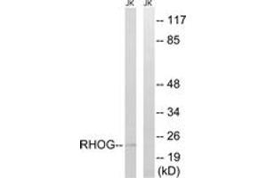 Western Blotting (WB) image for anti-Ras Homolog Family Member G (RHOG) (AA 97-146) antibody (ABIN2890593) (RHOG Antikörper  (AA 97-146))