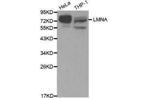 Western Blotting (WB) image for anti-Lamin A/C (LMNA) (AA 403-572) antibody (ABIN3020785)