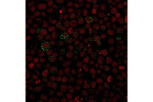 Immunofluorescence staining of Ramos cells using CD86 Mouse Monoclonal Antibody (SPM600). (CD86 Antikörper)