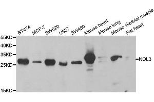 Western Blotting (WB) image for anti-Nucleolar Protein 3 (Apoptosis Repressor with CARD Domain) (NOL3) antibody (ABIN1980335) (NOL3 Antikörper)