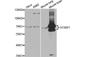 Western blot analysis of extracts of various cell lines, using STXBP1 antibody (ABIN5973147) at 1/1000 dilution. (STXBP1 Antikörper)