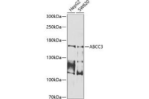 Western blot analysis of extracts of various cell lines, using  antibody (ABIN6133257, ABIN6136359, ABIN6136360 and ABIN6225178) at 1:1000 dilution. (ABCC3 Antikörper  (AA 830-950))