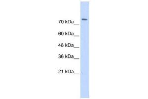 WWP2 antibody used at 1 ug/ml to detect target protein. (WWP2 Antikörper  (Middle Region))