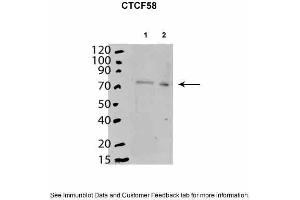 Mouse stem cells expressed in cytoplasm and nucleoplasm. (CTCF Antikörper  (C-Term))