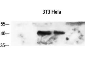 Western Blot analysis of 3T3 (1), Hela (2), diluted at 1:1500. (alpha-SMA (AA 171-220) Antikörper)