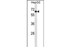 SOX9 Antibody ABIN1539824 western blot analysis in HepG2 cell line lysates (35 μg/lane). (SOX9 Antikörper  (AA 41-70))