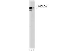 Western Blotting (WB) image for anti-CG7626 Gene Product From Transcript CG7626-RA (SPT5) (AA 866-985) antibody (ABIN968370) (CG7626 Gene Product From Transcript CG7626-RA (SPT5) (AA 866-985) Antikörper)