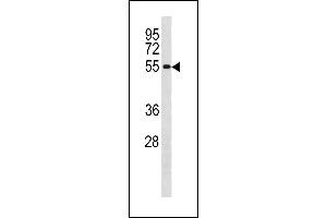 CCNB1 Antibody (Center /) (ABIN1881152 and ABIN2843320) western blot analysis in  cell line lysates (35 μg/lane). (Cyclin B1 Antikörper  (AA 106-133))