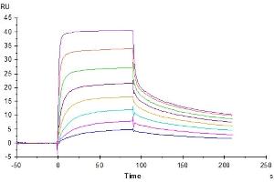 Surface Plasmon Resonance (SPR) image for IgG receptor FcRn (FcRn) (AA 24-297) protein (His tag) (ABIN7274676)