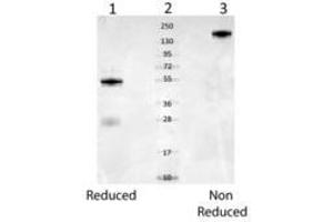 Image no. 2 for anti-Albumin (ALB) antibody (ABIN293398) (Albumin Antikörper)