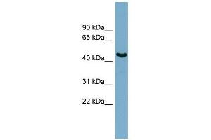 IRX6 antibody used at 0. (IRX6 Antikörper  (N-Term))