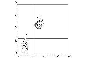 Image no. 1 for anti-CD38 antibody (FITC) (ABIN135202) (CD38 Antikörper  (FITC))