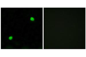 Immunofluorescence analysis of COS7 cells, using Histone H2AX antibody. (H2AFX Antikörper  (C-Term))