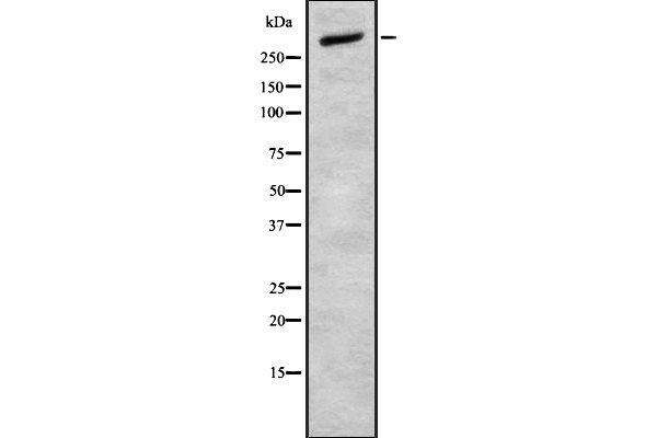 CELSR2 Antikörper  (C-Term)