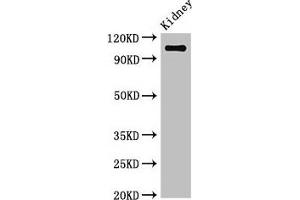 Western Blot Positive WB detected in: Mouse kidney tissue All lanes: ANPEP antibody at 3. (CD13 Antikörper  (AA 34-219))