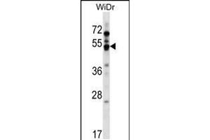 Western blot analysis in WiDr cell line lysates (35ug/lane). (GPR84 Antikörper  (AA 265-293))